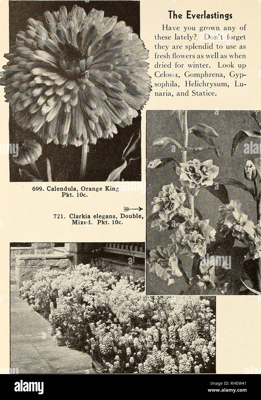 . Bolgiano in Capitol City Seeds: 1954. Baumschulen (Gartenbau) Kataloge, Leuchtmittel (Pflanzen) Kataloge Kataloge; Gemüse; Garten Werkzeuge Kataloge; Samen Kataloge. Der everlastings haben Sie in letzter Zeit gewachsen? Vergessen sie nicht, sie sind so herrlich frische Blumen als auch für den Winter getrocknet zu verwenden. Suchen Sie Celosia, Gomphrena, Gyp-. 705. Candytuft, riesige Hyazinthe - geblüht. Pkt. 10 c. Bitte beachten Sie, dass diese Bilder aus gescannten Seite Bilder, die digital für die Lesbarkeit verbessert haben mögen - Färbung und Aussehen dieser Abbildungen können nicht perfekt die Origina ähneln extrahiert werden Stockfoto