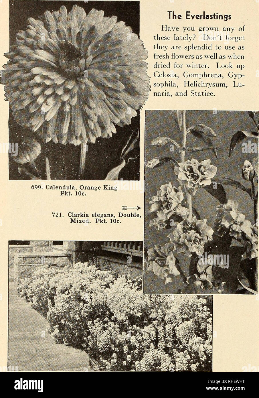 . Bolgiano in Capitol City Samen. Baumschulen (Gartenbau) Kataloge, Leuchtmittel (Pflanzen) Kataloge Kataloge; Gemüse; Garten Werkzeuge Kataloge; Samen Kataloge. Der everlastings haben Sie in letzter Zeit gewachsen? Vergessen sie nicht, sie splendid sind als iresh Blumen sowie, wenn für den Winter getrocknet zu verwenden. Look Up" Celosia, Gomphrena, Gyp-i sophila, Helichrysum, Lu-naria und Statice.. 705. Candytuft, riesige Hyazinthe - geblüht. Pkt. 10 c. Bitte beachten Sie, dass diese Bilder aus gescannten Seite Bilder, die digital für die Lesbarkeit verbessert haben mögen - Färbung und Aussehen Dieser Lllustrat extrahiert werden Stockfoto
