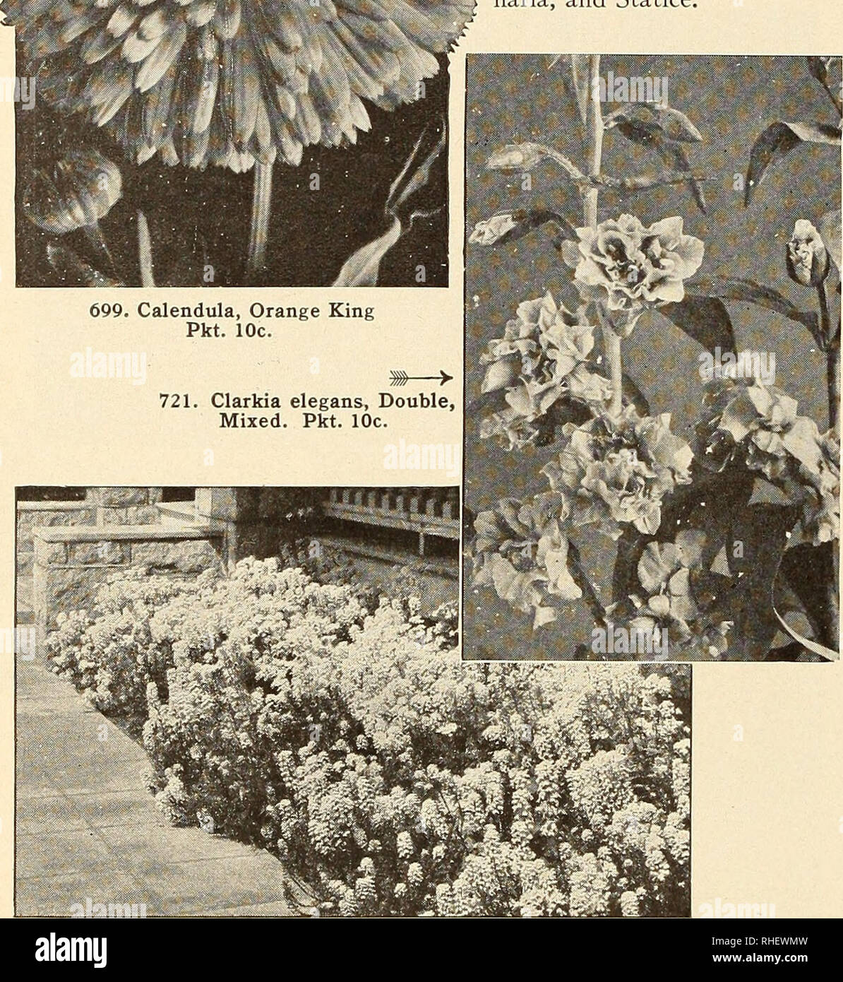 . Bolgiano in Capitol City Seeds: 1951. Baumschulen (Gartenbau) Kataloge, Leuchtmittel (Pflanzen) Kataloge Kataloge; Gemüse; Garten Werkzeuge Kataloge; Samen Kataloge. Der everlastings haben Sie in letzter Zeit gewachsen? Vergessen sie nicht, sie sind so herrlich frische Blumen als auch für den Winter getrocknet zu verwenden. Suchen Sie Celosia, Gomphrena, Gyp-sophila, Helichrysum, Lu-naria und Statice.. 705. Candytuft, riesige Hyazinthe - geblüht. Pkt. 10 c. Bitte beachten Sie, dass diese Bilder aus gescannten Seite Bilder, die digital für die Lesbarkeit verbessert haben mögen - Färbung und Aussehen dieser illust extrahiert werden Stockfoto