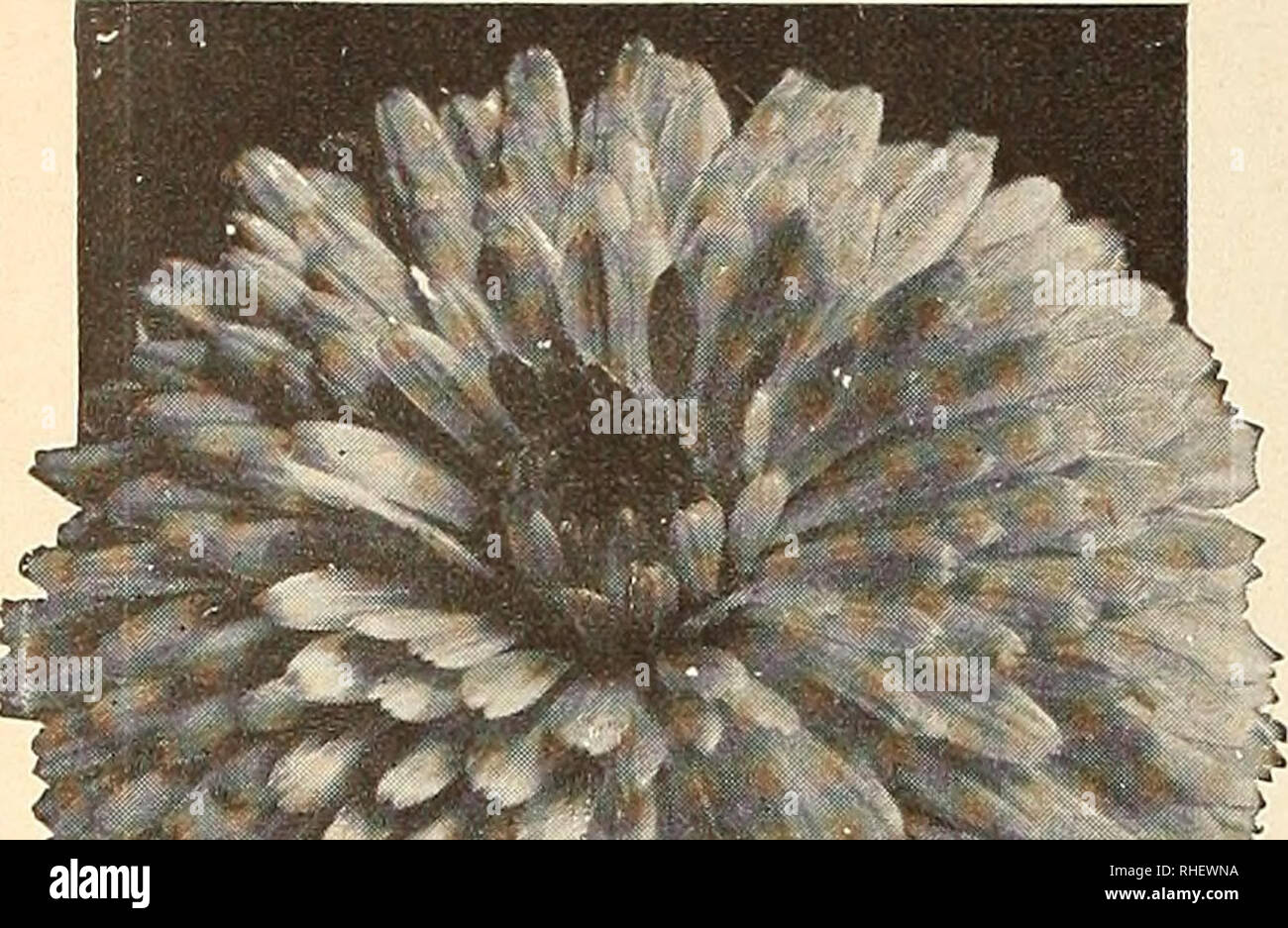 . Bolgiano in Capitol City Seeds: 1951. Baumschulen (Gartenbau) Kataloge, Leuchtmittel (Pflanzen) Kataloge Kataloge; Gemüse; Garten Werkzeuge Kataloge; Samen Kataloge. Der everlastings haben Sie in letzter Zeit gewachsen? Vergessen sie nicht, sie sind so herrlich frische Blumen als auch für den Winter getrocknet zu verwenden. Suchen Sie Celosia, Gomphrena, Gyp-sophila, Helichrysum, Lu-naria und Statice.. Bitte beachten Sie, dass diese Bilder aus gescannten Seite Bilder, die digital für die Lesbarkeit verbessert haben mögen - Färbung und Aussehen dieser Abbildungen können nicht perfekt dem Original ähneln extrahiert werden Stockfoto
