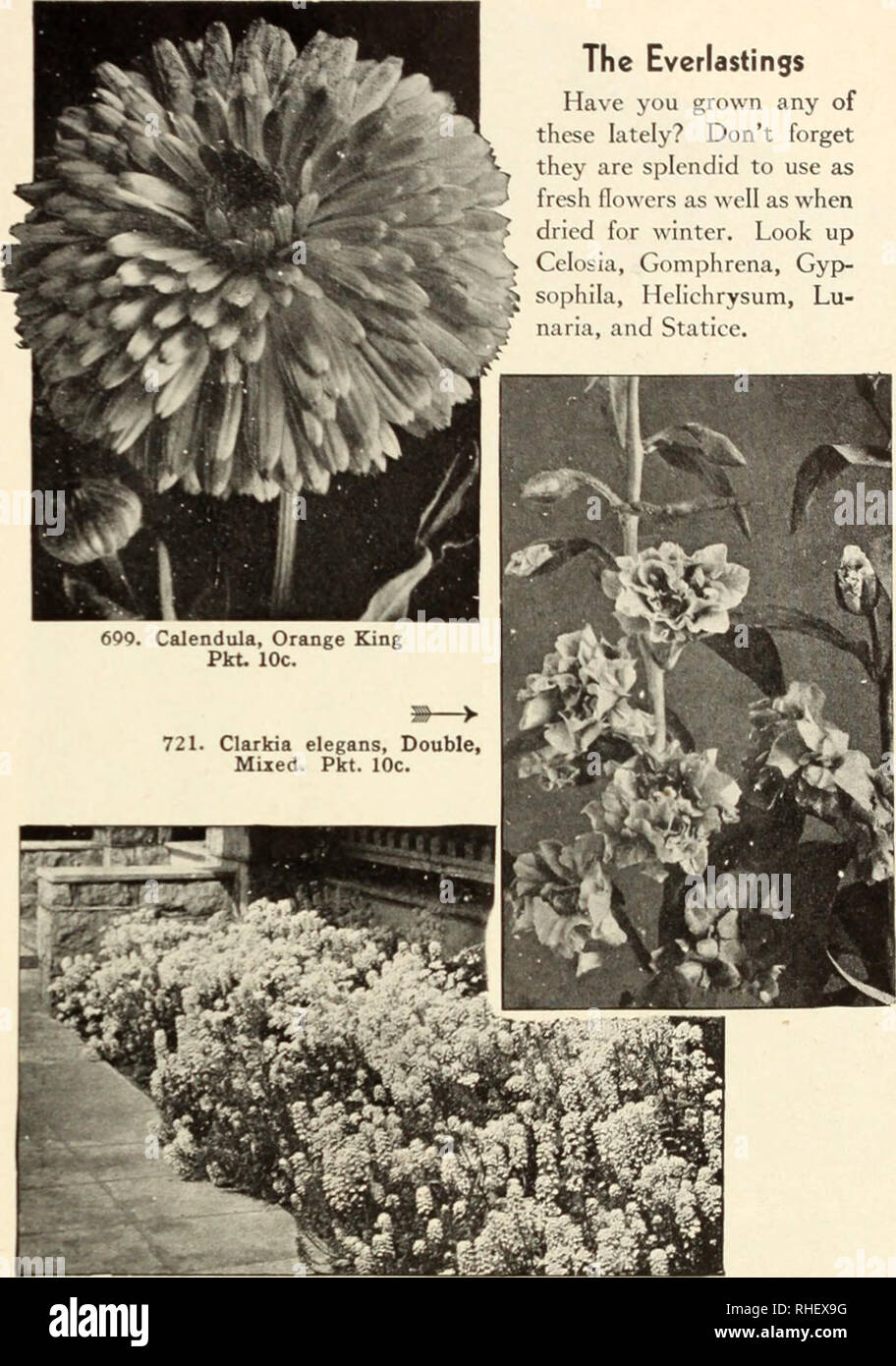 . Bolgiano in Capitol City Seeds: 1889 - 1950. Baumschulen (Gartenbau) Kataloge, Leuchtmittel (Pflanzen) Kataloge Kataloge; Gemüse; Garten Werkzeuge Kataloge; Samen Kataloge. Centaurea Cyanus (Bachelor-Taste; Kornblume; Ragscd Robin, etc.) A Splendid Jahrbücher für das Schneiden. Sie Blt&gt; om ail Sommer anii Schwanz und sind einfach zu wachsen. 710. Doppelzimmer Blau. Deep Blue. 2 ft. 711. Pinkie. Doppelzimmer; tief Rosa. 2 ft. 712. Red Boy. Doppelzimmer; Rot. 2 ft. 715. Snow Man. Reines Weiß. 713. Doppelzimmer, Gemischt. Alle ix&gt; lors. 2 ft. Jede der oben genannten Centsureas, Pck. 10 C.; i-.&gt; Oz. 3 Sc.; Oz. 60 °C; 41 b. S 2,00;&gt;^lb. $ 3,50; lb! $ 6. Stockfoto