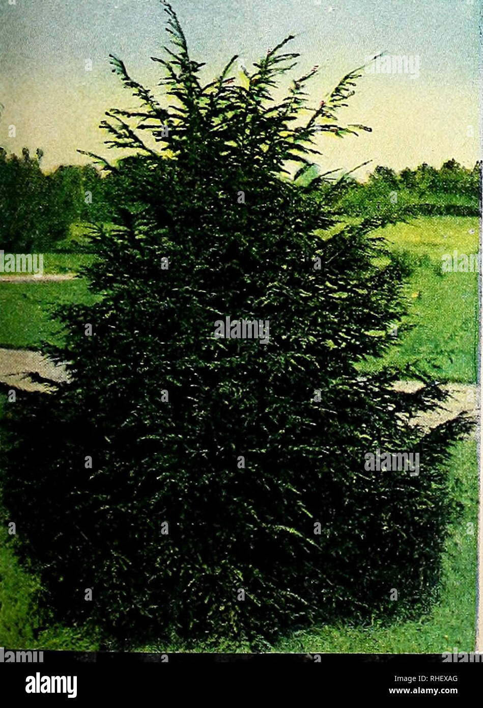 Euonymus Alatus Compactus Stockfotos und bilder Kaufen Alamy