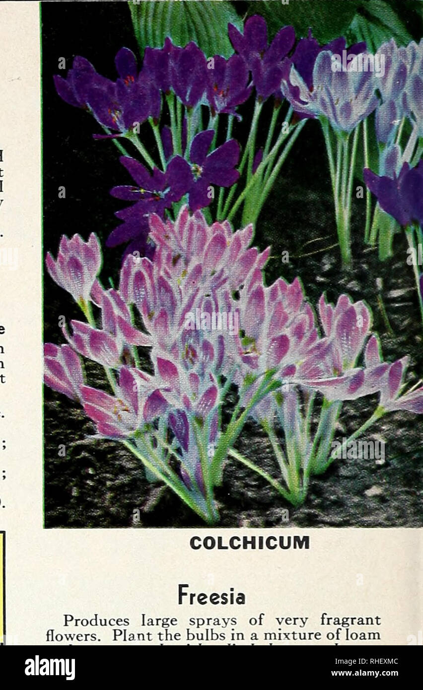 . Bolgiano's Fall 1968. Baumschulen (Gartenbau) Kataloge; Glühlampen (Pflanzen) Kataloge; Samen; Bäume Kataloge Kataloge. "VU ^ cdU^ te^ HU gW (&Amp; ALLIUM Giganteum. Riesige Kugeln der violetten Blüten auf 4-Fuß-Stämme. Blüht im Juni. S 3.00. Aflatunense. Eine schöne Arten aus Persien. Dichten dolde der violett-lila Blüten auf 2} 2 zu 3-Fuß-Stämme. 50C. jedes; S 5,25 pro Doz. Carataviense. Kugeln der rötlich-violett. 15 Zoll. Mai blühen. 35 C.; 3,50 $ pro Doz. AMARYLLIS, riesige Amerikanische Hybriden. Amaryllis Glühbirnen im November gepflanzt sollte in voller Blüte im März kommen. Gemischte Farben nur. Jumbo Glühbirnen, suitab Stockfoto