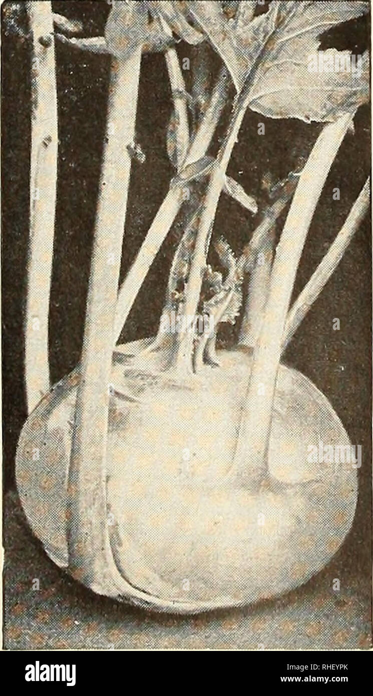 . Bolgiano in Capitol City Seeds: 1948... gegründet 1889. Baumschulen (Gartenbau) Kataloge, Leuchtmittel (Pflanzen) Kataloge Kataloge; Gemüse; Garten Werkzeuge Kataloge; Samen Kataloge. 288. Big Boston Kopfsalat. Pkt, 10 C. Bessere Kopfsalat mit gut gedüngten Boden kultiviert, gepflegt und gewässert in trockenen Zeiten, der Gärtner kann besser wachsen, schmackhafter Salat als alle im Markt gekauft, nachdem eine 3000 Kilometer lange Reise. Ob Sie schmackhafte grüne Blätter der losen Sorten oder der harten weißen blanchierte Köpfe des Eisbergs geben möchten, ihren Garten können Sie produzieren. 129. Innorial 847 Kopfsalat. Pkt. 10 c. 131. E Stockfoto