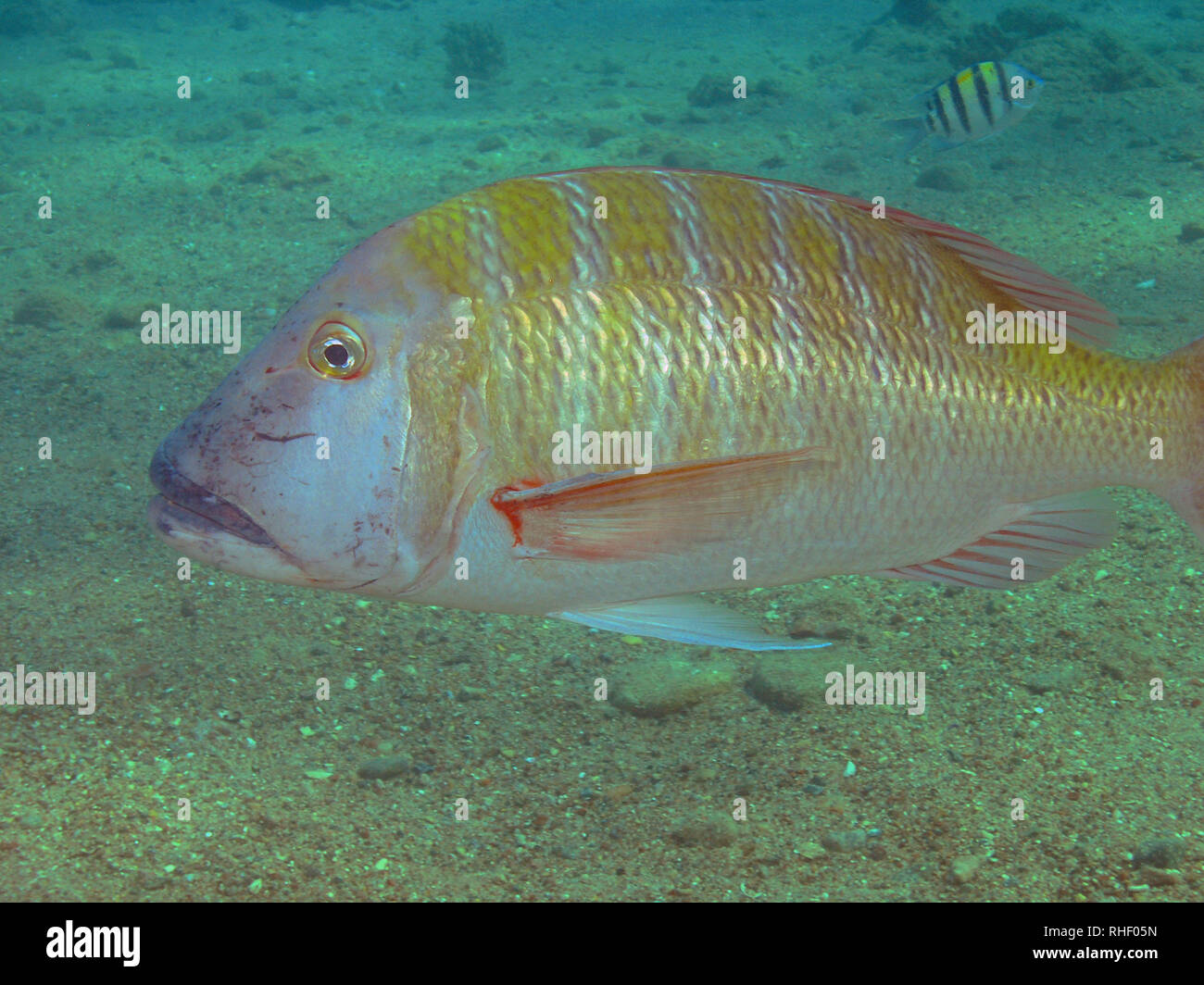 Mahensa kaiser Fotos und Bildmaterial in hoher Auflösung Alamy