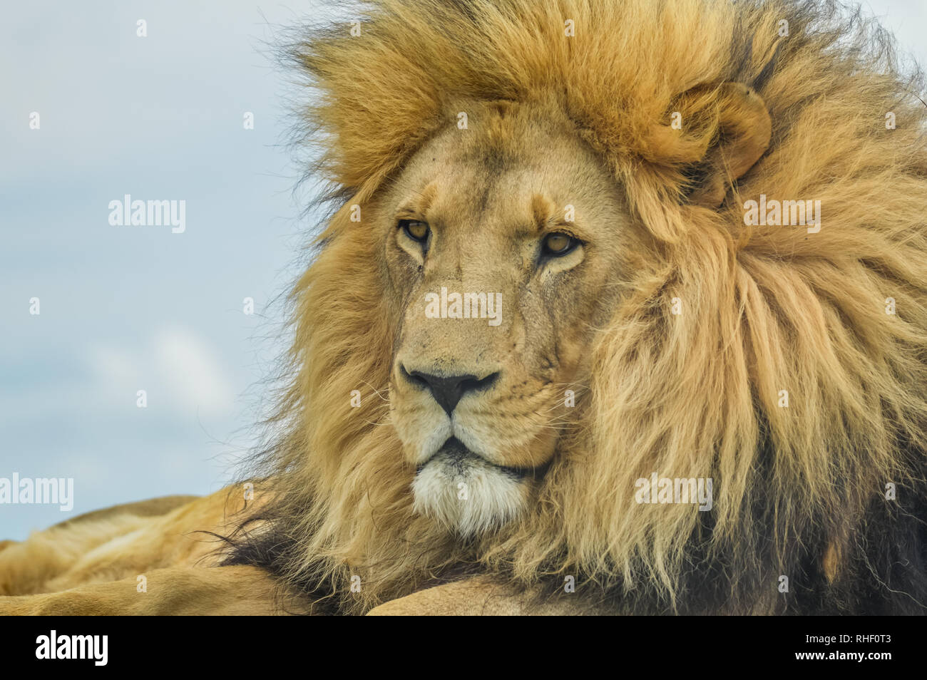 Porträt eines majestätischen jungen braunen männlichen Löwen während einer Südafrika Safari in einem Naturschutzgebiet Stockfoto