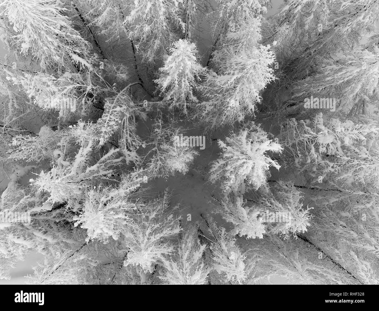 Luftaufnahme von verschneiten Wald und gefrorene weiße Bäume im Winter. Stockfoto