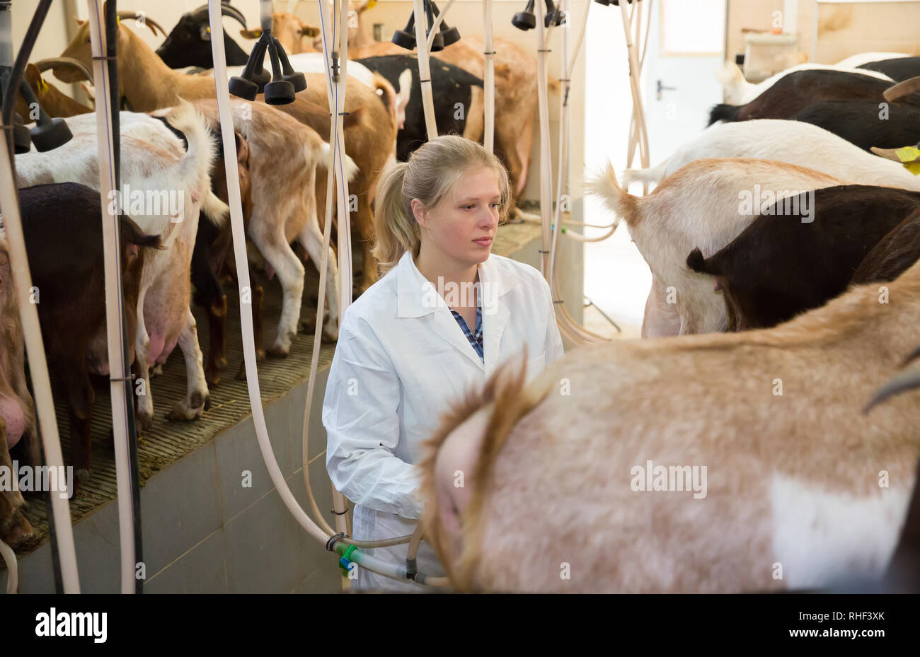 Portrait von qualifizierten Molkerei - Frau arbeiten an Ziegen Bauernhof, Vorbereitung für die Maschine Melken der Ziegen Stockfoto