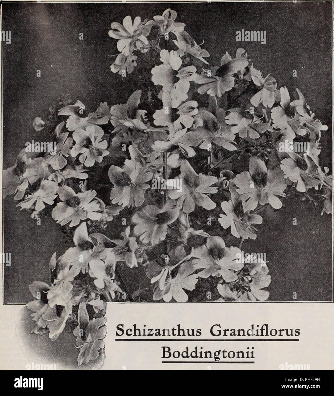 . Boddington's Qualität Blumenzwiebeln, Samen und Pflanzen/Arthur T. Boddington.. Baumschule Katalog. BODDINGTON'S"^^ yUCitlVV Samen 47. BODDINGTON'S WÄHLEN SIE HYBRIDEN Diese Sorte ist eine der Schizanthus in Anbau; die Blüten sind viel größer, besser geformt, und die Farben zeigen eine breite Palette, einschließlich Farben Gelb, apricot, rosa, Lachs, Carmine, purpurrot, Violett und Lila, in verschiedenen Aufschriften, und Kombinationen. In Gewohnheit, die Pflanzen sind sehr Zwerg und buschig, und die Blumen, die von unschätzbarem Wert für das Schneiden. Schizanthus Pflanzen haben unverzichtbar für Gewächshaus und Wintergarten Dekoration geworden, ein Stockfoto