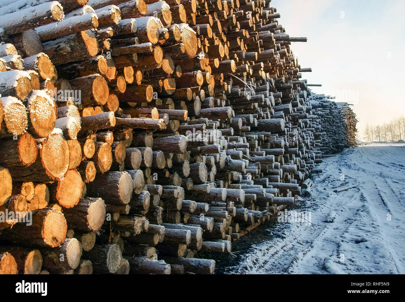 Zellstoffindustrie Rohstoff Stockfoto