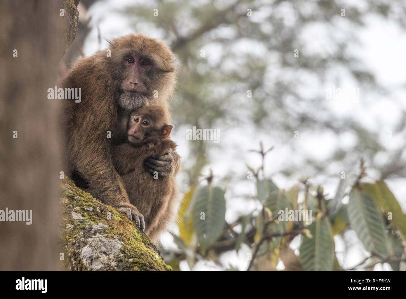 Arunachal Makaken (Macaca munzala) Mutter und Kind Stockfoto