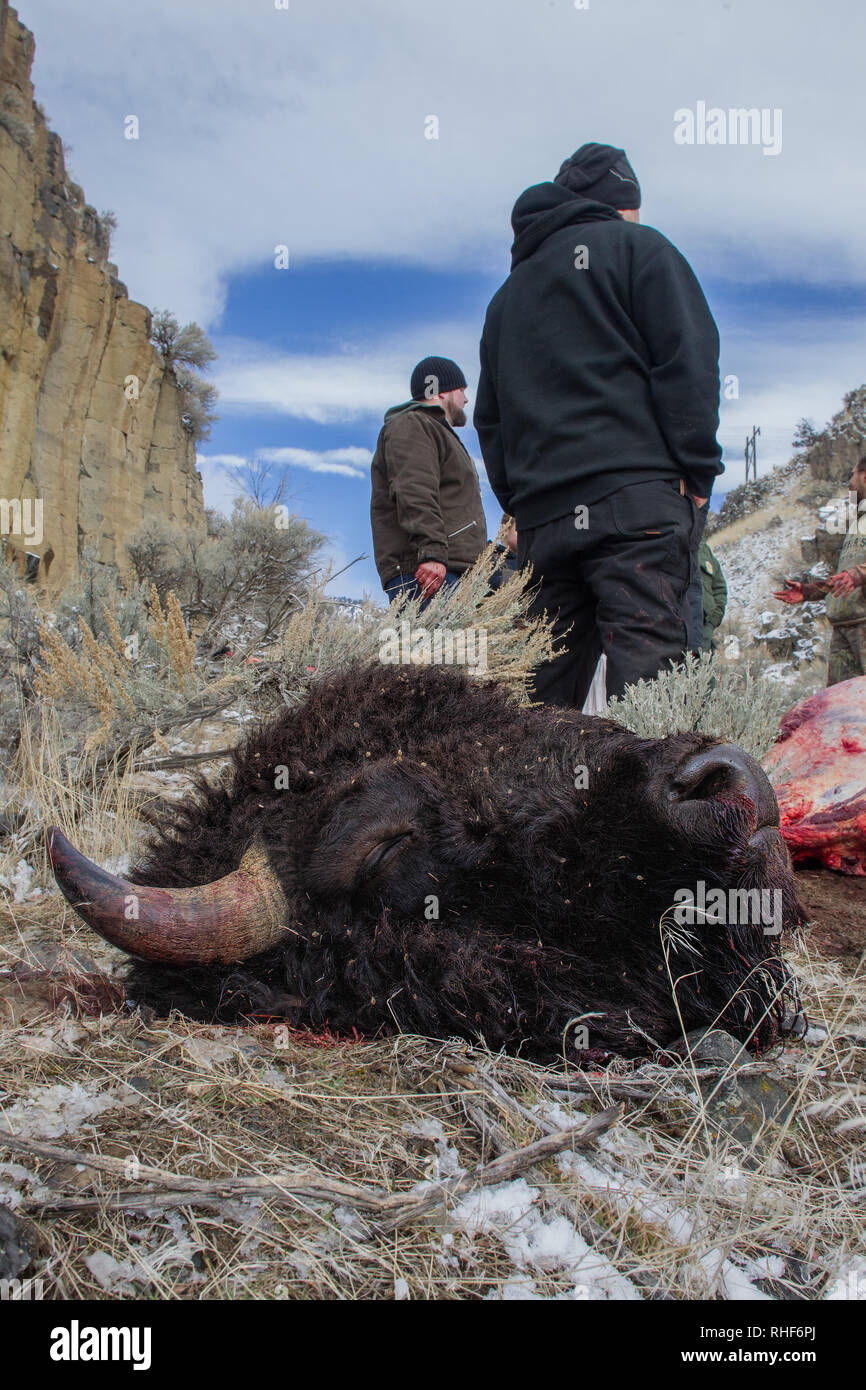 Ein abgetrennter bison Kopf auf dem Boden liegt nach einem traditionellen Jagd an der Grenze des Yellowstone National Park. Stockfoto