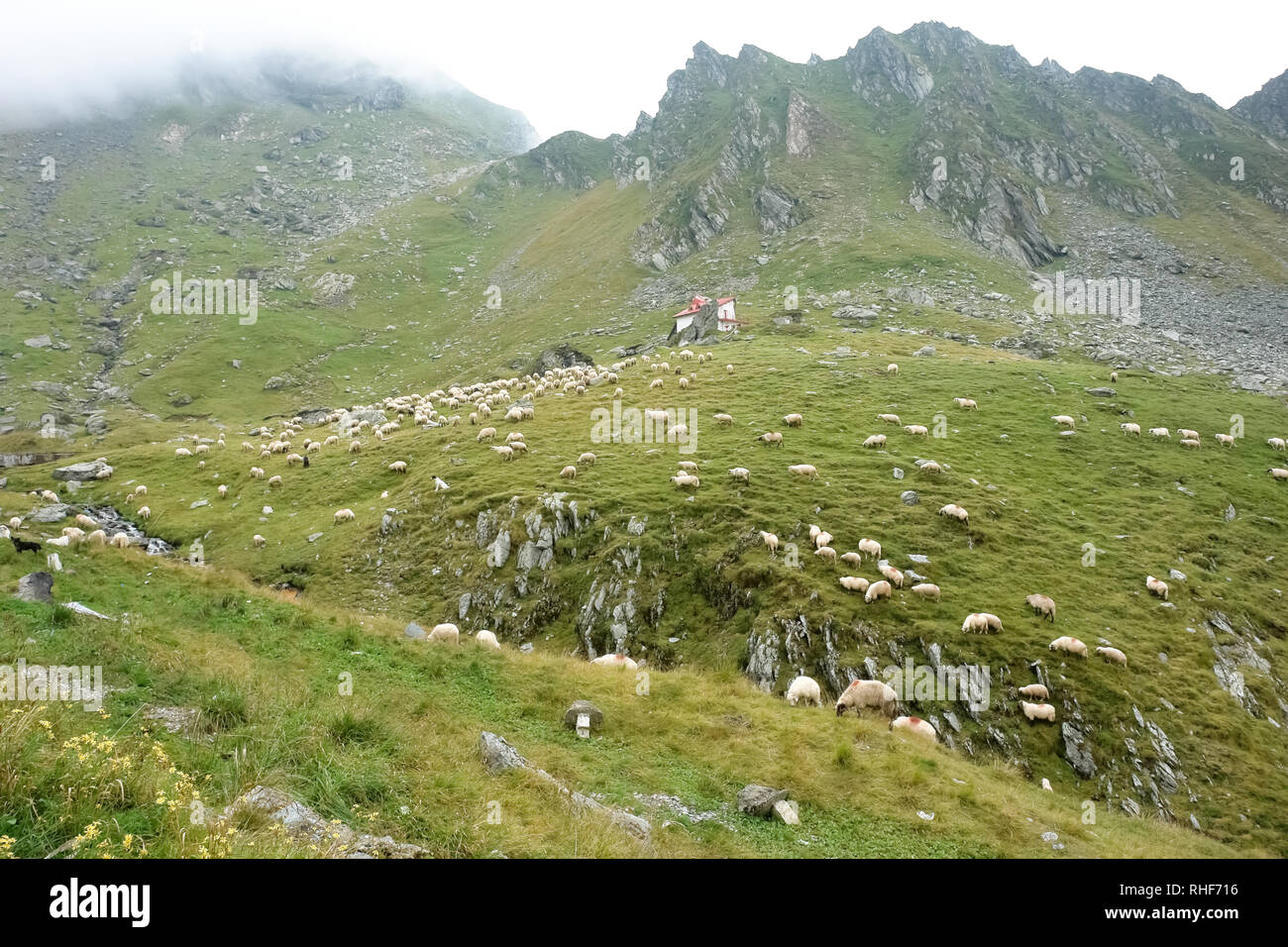 Eine Herde von Schafen und Ram grasen auf den grünen Hängen des Fagaras Gebirge, Rumänien. Stockfoto