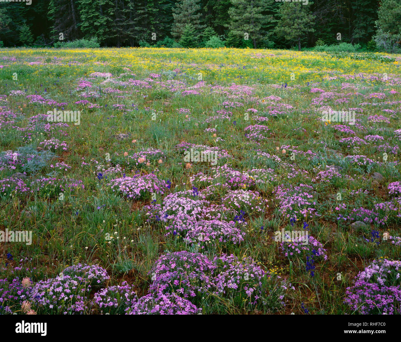 USA, Oregon, Hells Canyon National Recreation Area, Verbreitung phlox und andere Wildblumen blühen in der Wiese in der Nähe von immergrünen Wald. Stockfoto