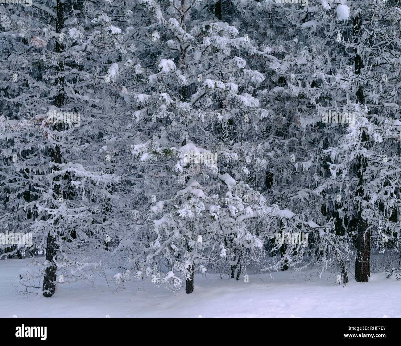 USA, Oregon, Wallowa-Whitman National Forest, Schnee und Eis schmiegen sich an westlichen Lärchen und Kiefern. Stockfoto