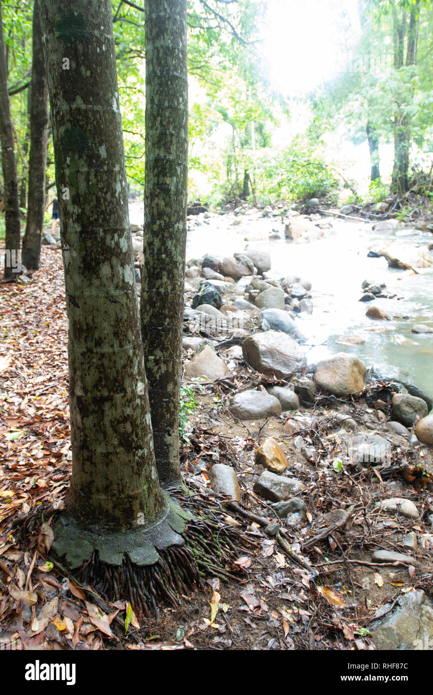 Camping am Mt Warning, New South Wales, Australien Stockfoto