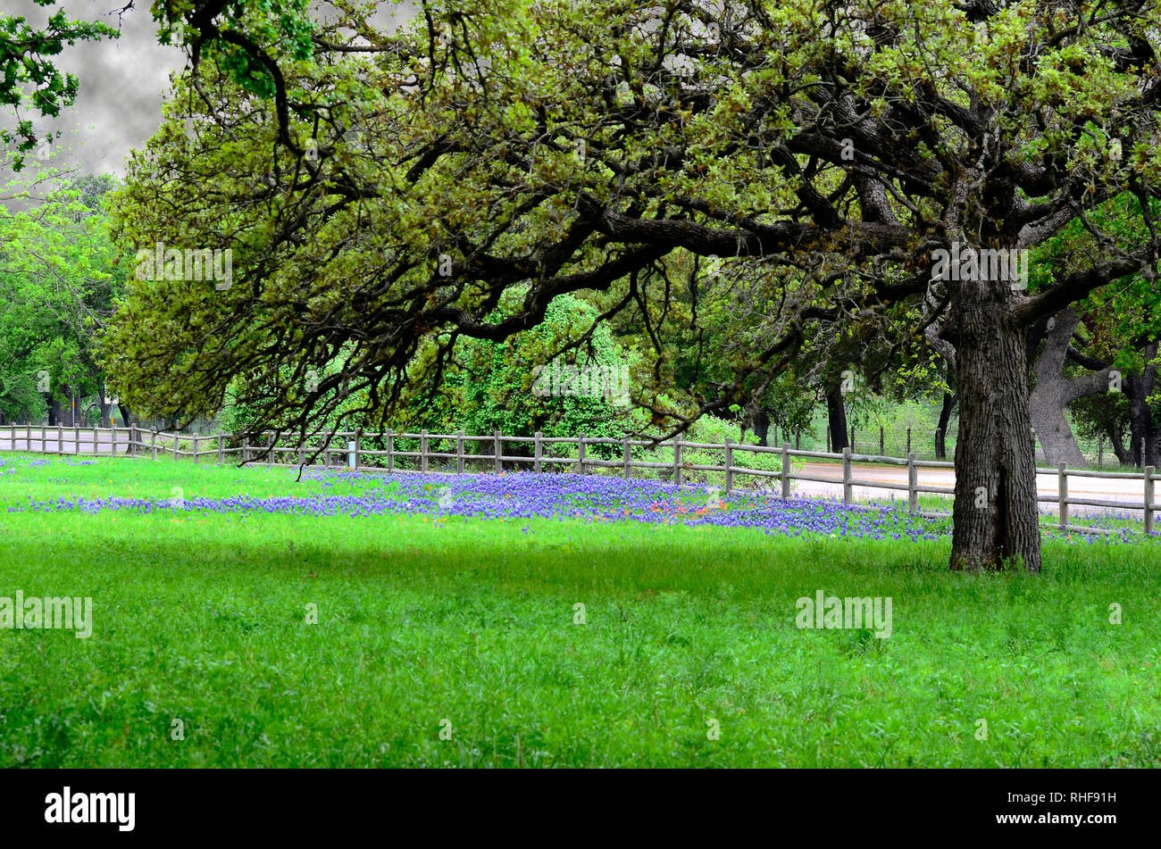 Ein Feld von wilden Gräsern und Texas blaue Mützen Rest unter einer 100 Jahre alten Eiche. Stockfoto