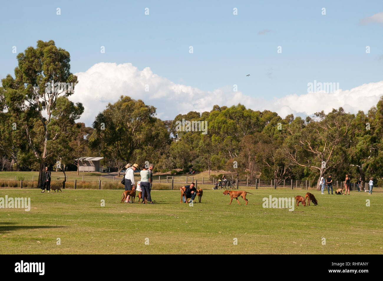 Bewohner und ihre Hunde treffen sich im 37 Hektar großen Elsternwick Park, im südöstlichen Vorort von Melbourne, Australien Stockfoto