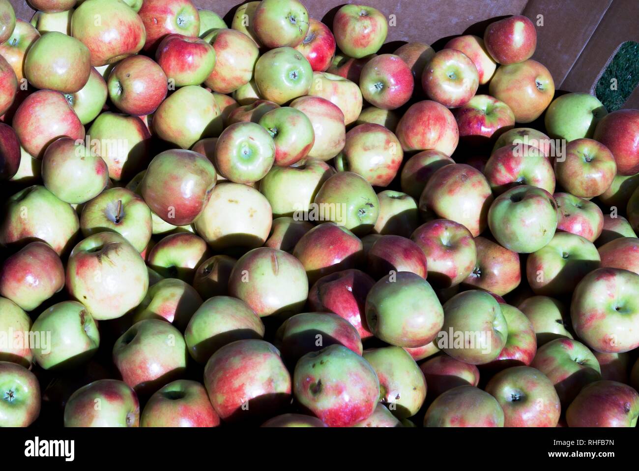 Frische rote Äpfel auf einer Farm Farmers Market Stockfoto