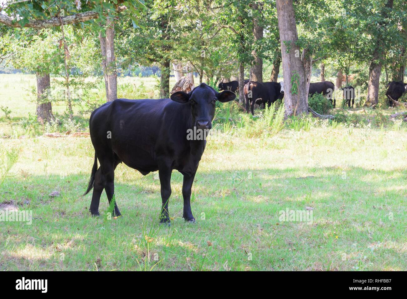 Schwarze Kühe Roaming auf einer Ranch mit Gras und Bäume Stockfoto