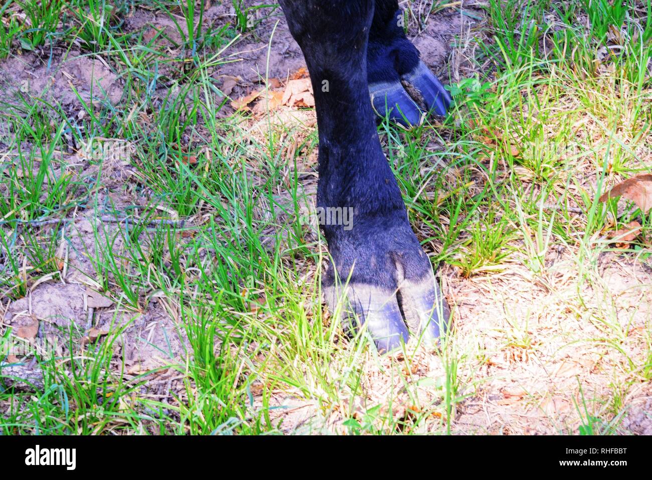 Schwarze Kuh Huf schließen bis auf Gras Stockfoto