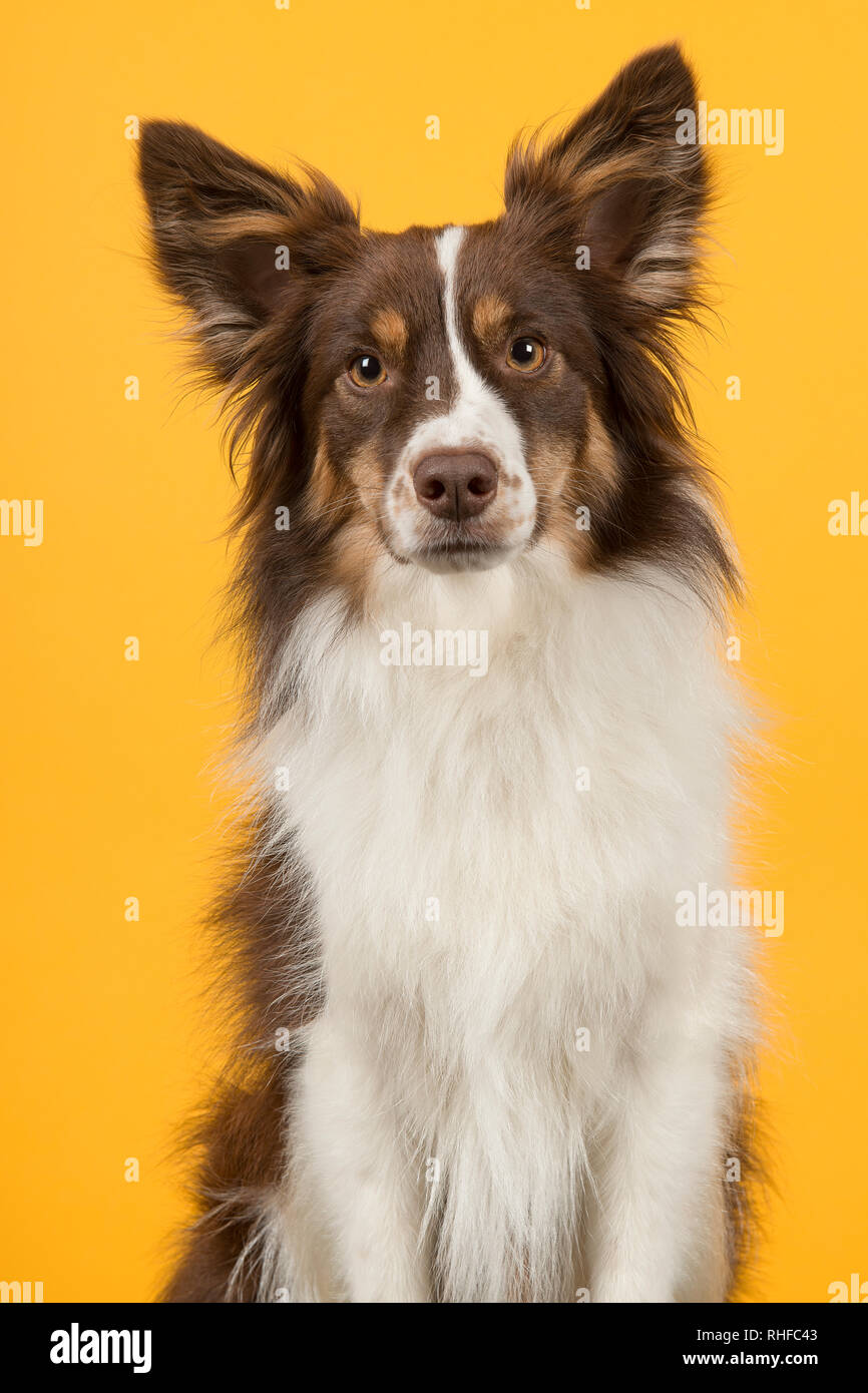 Portrait von Miniatur amerikanischen Schäferhund auf gelbem Hintergrund Stockfoto