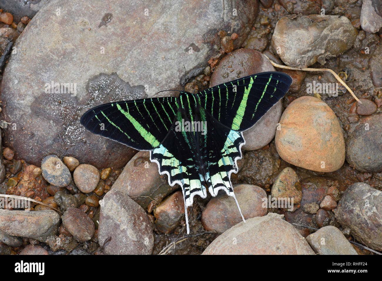 Peru Urania (Urania leilus) ruht auf Kies, Manu Nationalpark, Peru, November Stockfoto