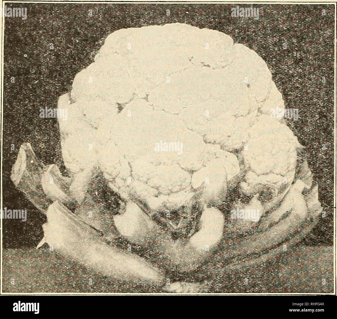 . Bolgiano in Capitol City Seeds: 1938. Baumschulen (Gartenbau) Kataloge, Leuchtmittel (Pflanzen) Kataloge Kataloge; Gemüse; Garten Werkzeuge Kataloge; Samen Kataloge Kataloge; Blumen; Geflügel Ausrüstungen und Zubehör Kataloge. 14 F. W. BOLGIANO &Amp; Co., Inc., Washington, DC BLUMENKOHL eine Unze wird über 2.000 Pflanzen Preise enthalten Versandkosten auf Pkts produzieren., Ozs., '4 kg und lbs.. Das 20. Jahrhundert Blumenkohl KULTUR. Den Samen in eine Brutstätte im Januar oder Februar säen, und - wenn die Pflanzen groß genug sind, Transplant drei Zoll auseinander in Kisten oder in anderen Brutstätten bis Zeit heraus zu pflanzen. Wenn Stockfoto