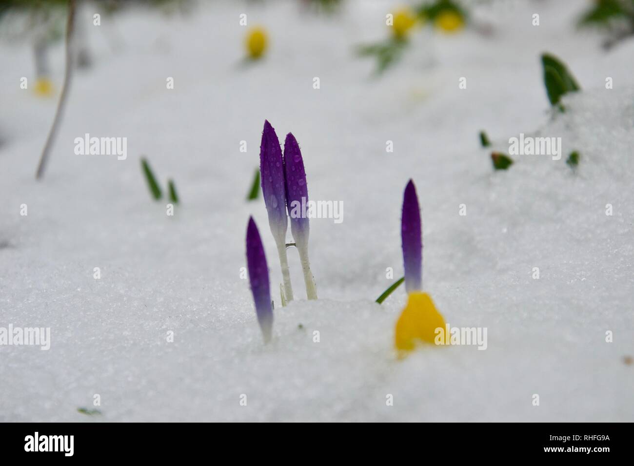 Schöne lila Krokusse Knospen (Stängel, Triebe) und helle gelbe Camas Blumen wachsen durch die eisige Frost und Schnee, lebhaft kontrastierender mit Th Stockfoto