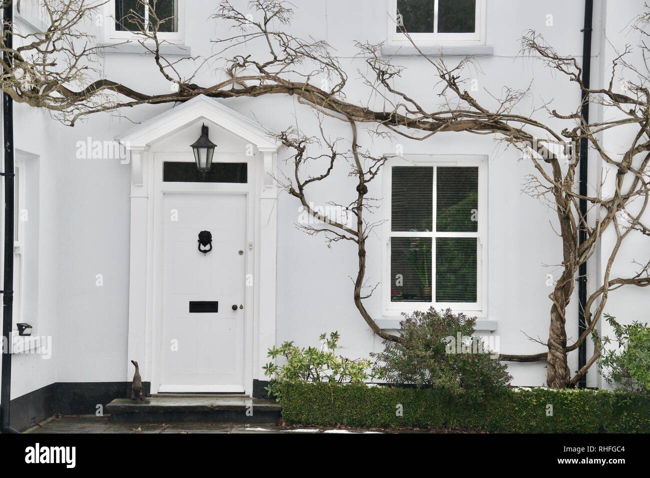 Veranda, Haustür, Blume, Bett, und Fenster und einer Nackten, kahlen winter Kriechgang-/Wisteria/Rebe. Die Front eines schönen großen weißen englischen Haus in Winte Stockfoto