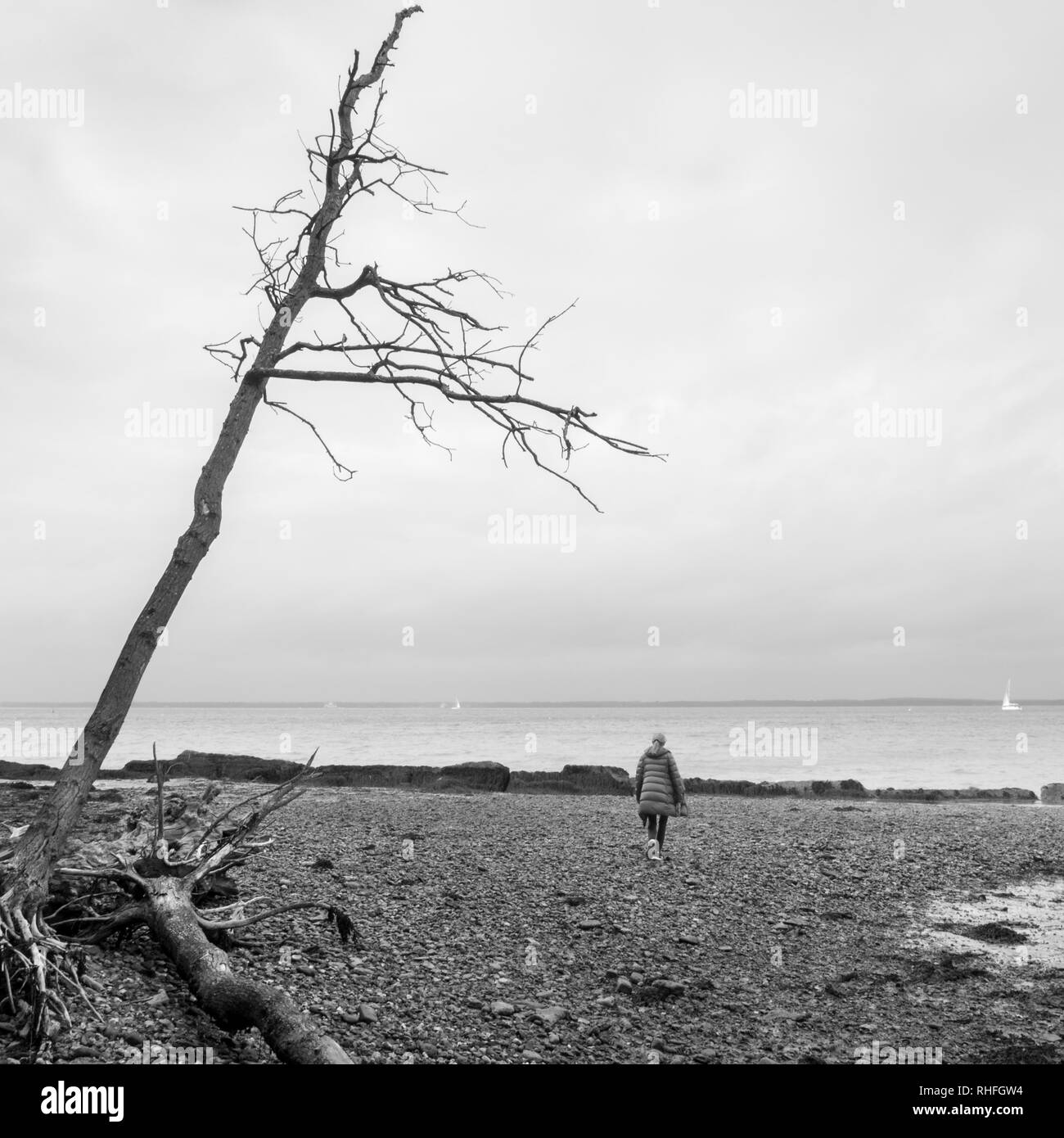 Schwarz-weiß-Bild einer weiblichen Frau Dame weg von der Kamera zu Fuß auf den Schindel Küste Meer mit der Küstenerosion auf Solent Ufer mit entwurzelten Stockfoto
