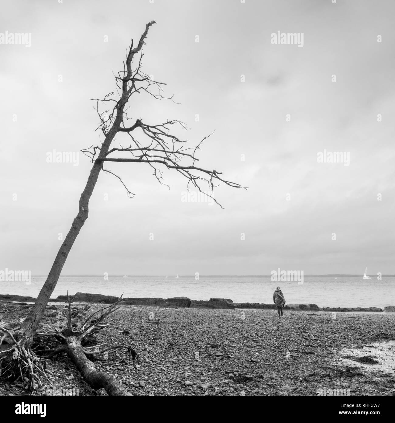 Schwarz-weiß-Bild einer weiblichen Frau Dame weg von der Kamera zu Fuß auf den Schindel Küste Meer mit der Küstenerosion auf Solent Ufer mit entwurzelten Stockfoto