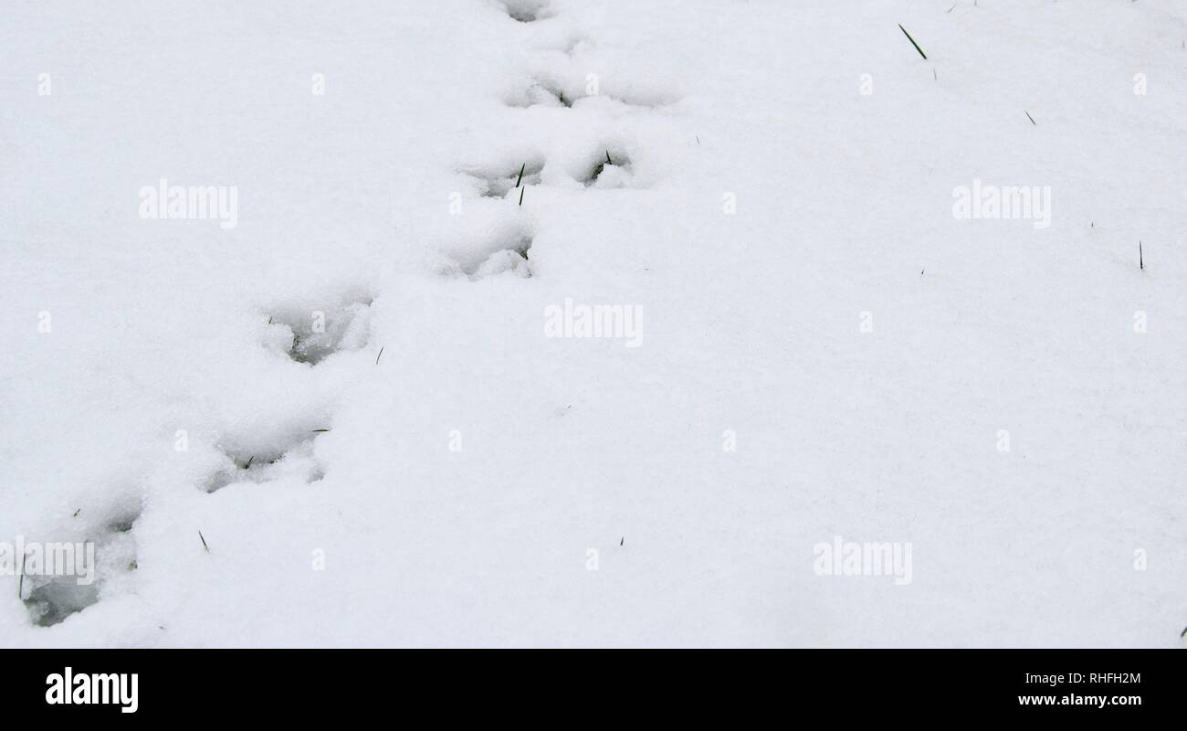 Tierspuren im Schnee - Fasan/Vogel zu Fuß in Richtung Kamera, Perspektive, der die Richtung. Grünen Grashalmen durchzugehen, Schnee. Stockfoto