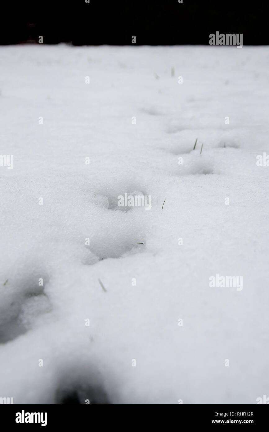 Tierspuren im Schnee - Fasan/Vogel zu Fuß in Richtung Kamera, Perspektive, der die Richtung. Grünen Grashalmen durchzugehen, Schnee. Stockfoto