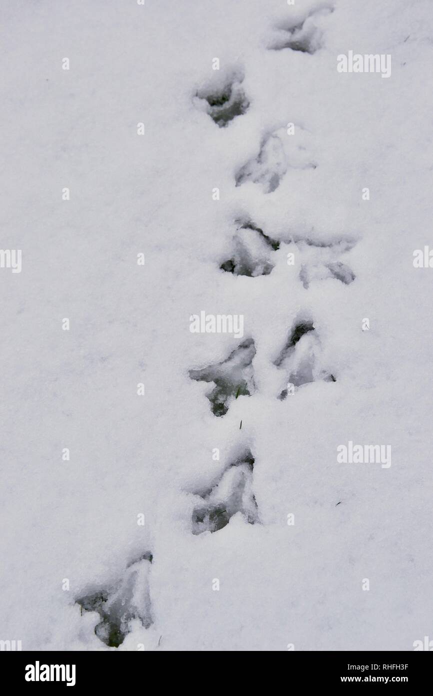 Von oben nach unten geschossen von Fasan Tracks (Spuren der Tier-/Vogel) im Schnee: einen klaren Weg Richtung angezeigt Stockfoto