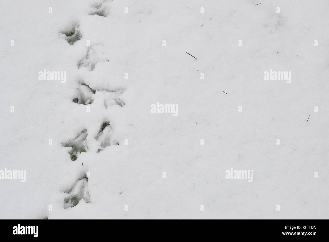 Von oben nach unten geschossen von Fasan Tracks (Spuren der Tier-/Vogel) im Schnee: einen klaren Weg Richtung angezeigt Stockfoto