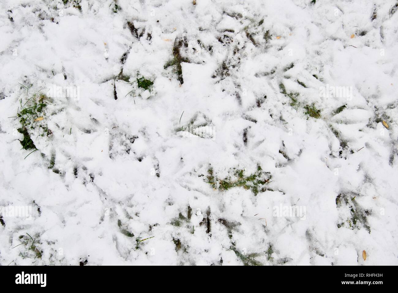 Von oben nach unten geschossen von verschiedenen Vogelarten Ausdrucke in einer Unordnung auf uneinheitliche Schnee auf grünem Rasen Stockfoto