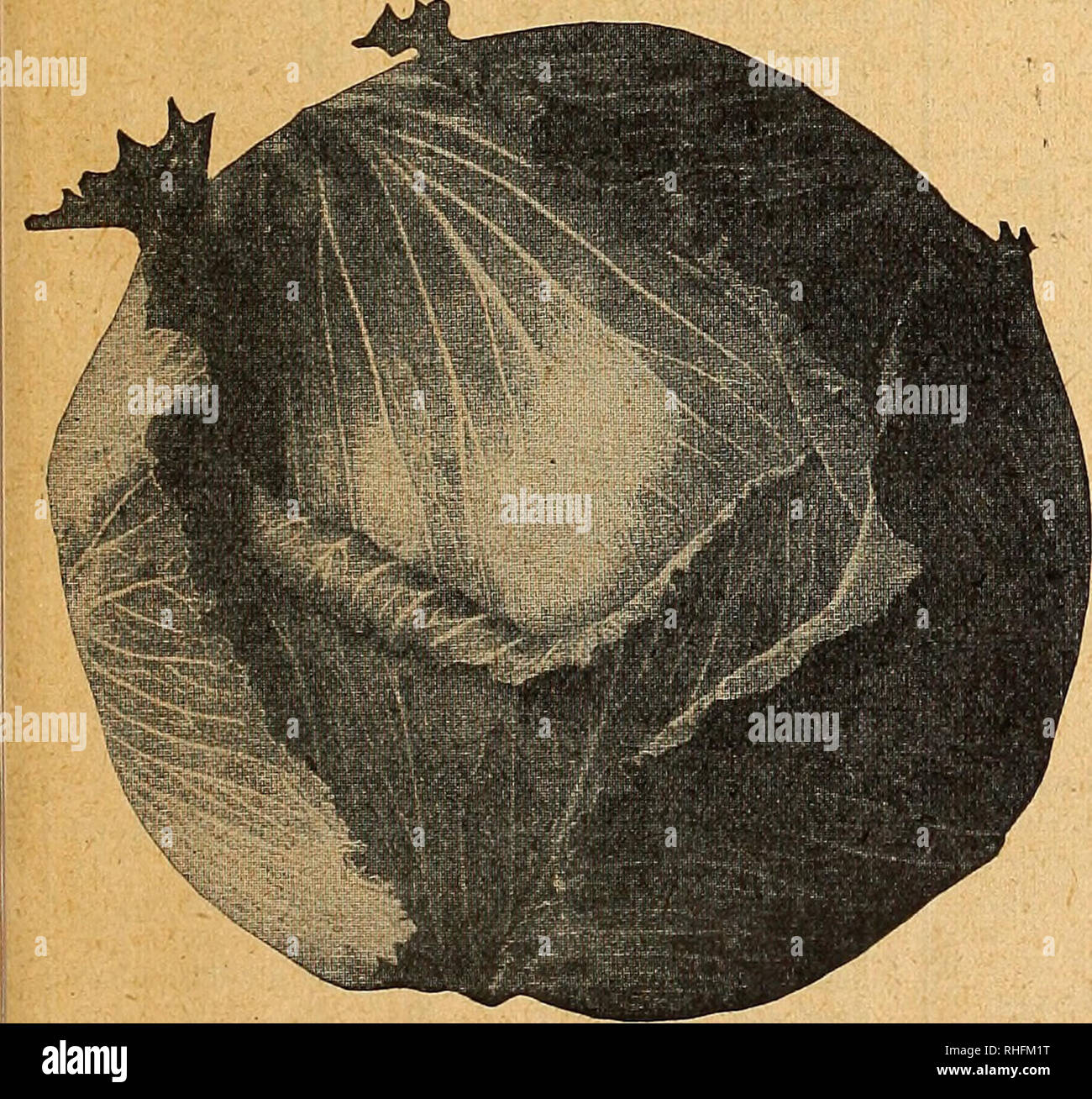 Bolgiano Von Baltimore Garten Guide 1927 Samen Maryland Baltimore Kataloge Gemuse Maryland Baltimore Kataloge Baumschulen Gartenbau Maryland Baltimore Kataloge Blumen Samen Kataloge Gartengerate Und Zubehor Kataloge Geflugel Ausrustungen Und