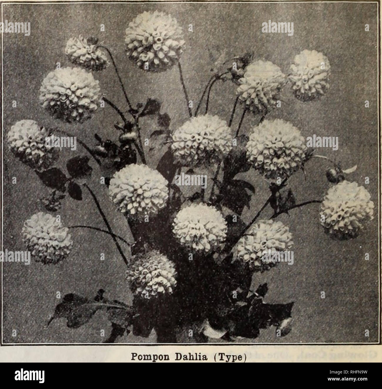 . Boddington's Qualität Blumenzwiebeln, Samen und Pflanzen/Arthur T. Boddington.. Baumschule Katalog. 114 Arthur T. Boddington, 342 West 14 St.. New Vork Stadt Pompon-dahlien Preise, sofern nicht anders angegeben, 16 cts. Pro, 1,50 $ pro Doz. AUie Mourey. Weißrosa, gespitzt tief rosa; kleine, kompakte Blumen. Alewine. Weiß, gerötete, Rosa; sehr schön. Catherine. Feinsten reinen Gelb. Daybreak. Schöne rosa. Elegant. Rosa. Leitstern. Reines Weiß; ein guter Favorit. Klein Domitea. Lachs - Buff; Sehr reichblühend. Wenig Beatrice. Hellrosa, sehr hübsche und Reiche. Wenig Herman. Tief rot, t'pped whit Stockfoto