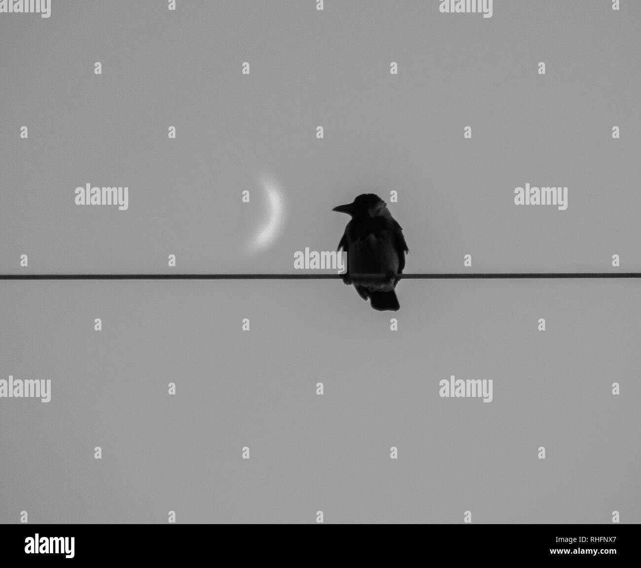 Vogel auf dem Mond. Platz für Text-Bild Stockfoto