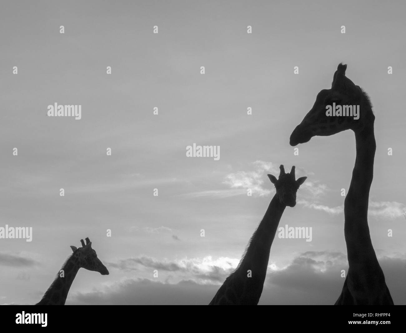 Giraffe Familie Silhouetten in Afrika wilde Natur Berge Landschaft Hintergrund mit Platz für Text-Bild Stockfoto