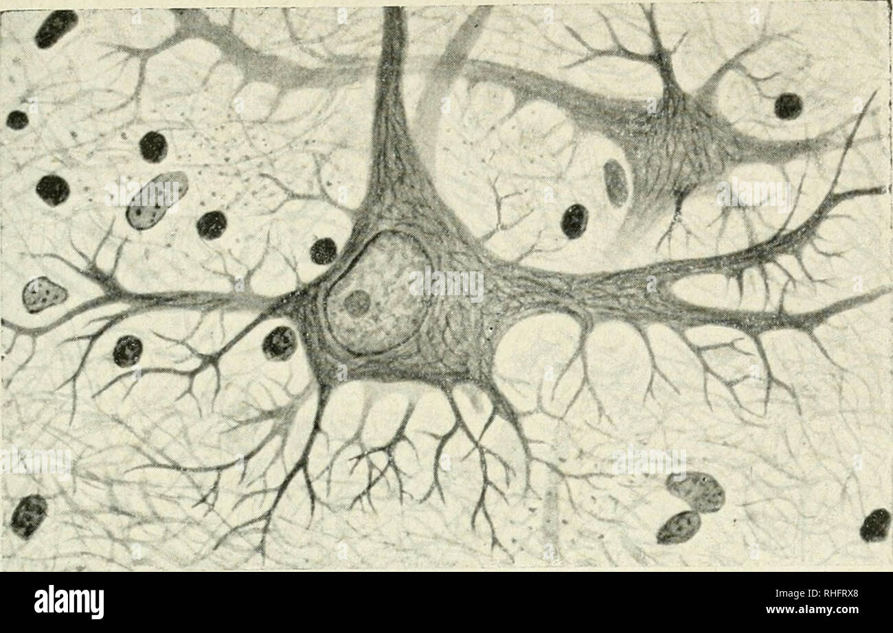 . Boletín de la Sociedad Española de Biología. Biologie. S. DEL RÍO - HORTEGA. LÁMINA XXXI.. Abb. 6. - Corpúsculo de la fascia dentata de la Ternera. Del cuerpo Celular se despren-den abundantes dendritas, ramificadas en forma De asta de ciervo. Método de Biel-schowsky.. Bitte beachten Sie, dass diese Bilder sind von der gescannten Seite Bilder, die digital für die Lesbarkeit verbessert haben mögen - Färbung und Aussehen dieser Abbildungen können nicht perfekt dem Original ähneln. extrahiert. Sociedad Española de biología; Sociedad Española de biología. Madrid. Sociedad Espanñola de Biología Stockfoto