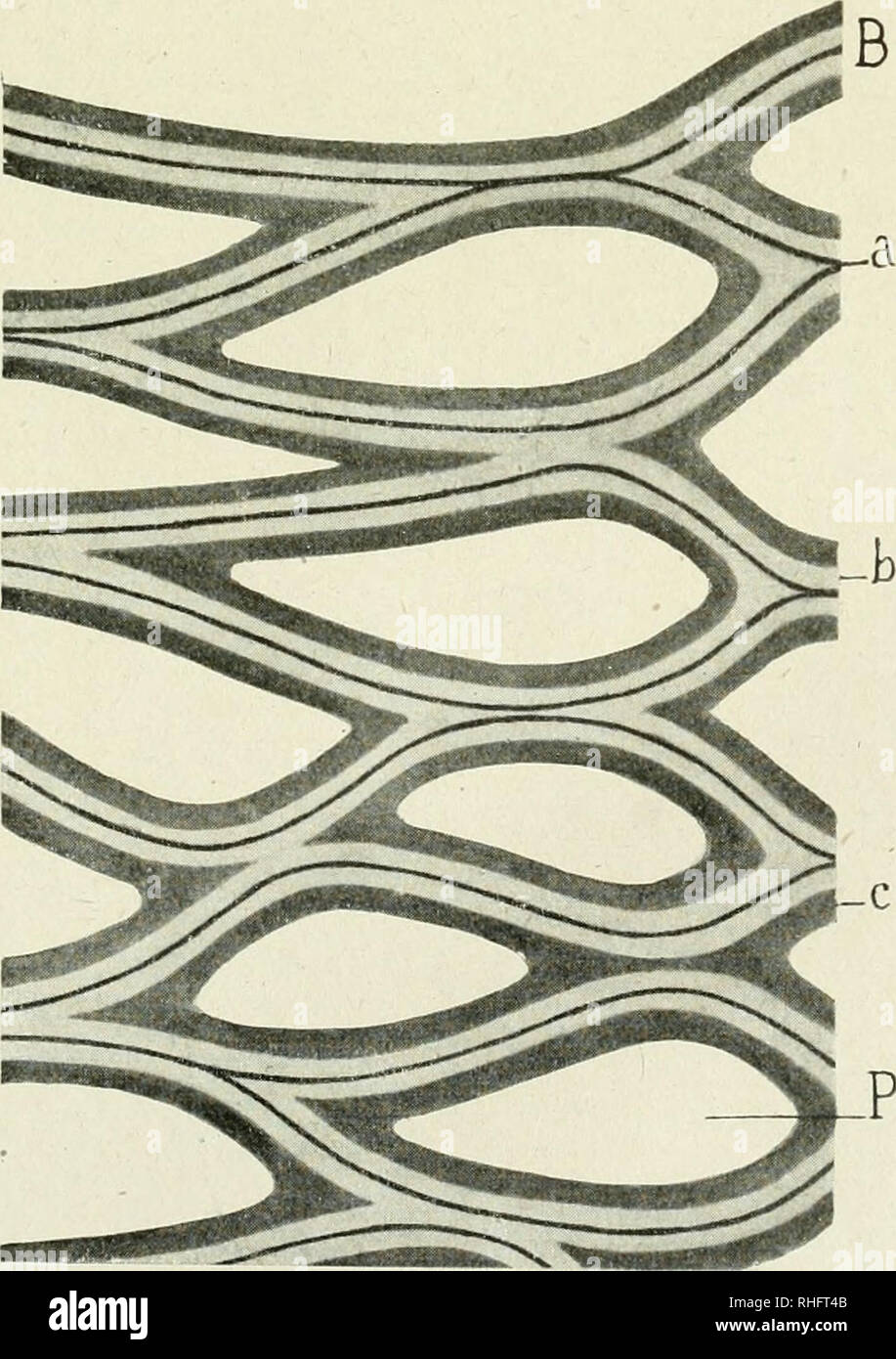 . Boletín de la Sociedad Española de Biología. Biologie. Abb. 3. - Aspecto de un Gran vaso anillado de la cebada, cortado Quer- mente para ver Los anillos De Frente. Método de Achúcarro-Río- Hortega. - E, espacios intercelulares. Las demás indicaciones Como en la Figura 2.. Abb. 4. - Reticulado Porción de un vaso de cebada supuesto delamin Ado y vistos Los refuerzos de la Membrana secundaria en Sección óptica. El mismo método y las mismas indicaciones que en Las figuras precedentes.. Bitte beachten Sie, dass diese Bilder aus gescannten Seite Bilder, die digital verbessert worden sein können extrahiert werden Stockfoto