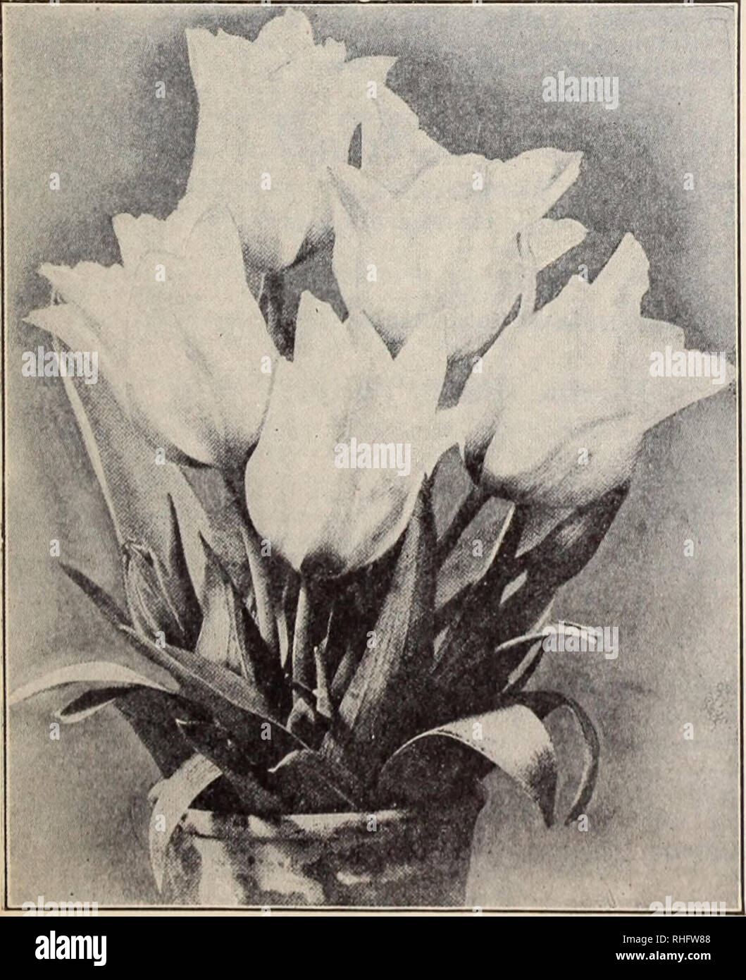 . Boddington's Qualität Blumenzwiebeln, Samen und Pflanzen/Arthur T. Boddington.. Baumschule Katalog. Single Tulip, der Kardinal hat Doz. 100 ICH, Coo $ 0 40 2 $ 50 $ 20 00 35 2 00 15 00. Single Pink und Rosa Tulpen t "Couleur Ponceau. Reich cerise; sehr feine 20 t * Ferienhaus Zimmermädchen. Rosy pink, weiß gestreift; Ex-ct-llent Forcer 25 t Proserpine. Groß und hübsch, reich seidig roe-e; frühe Forcer 5°ich Rose Grisdelin. Zart rosa, getöntes Weiß; gute Forcer; sehr feine 35 Rose Luisante. Tief rosa; eine hochwertige auffällige Vielfalt 50 1 'Rosamuudi Huikman. Hell rosa, feath- Weiß; sehr große Blüten 25 IPink Bea Stockfoto