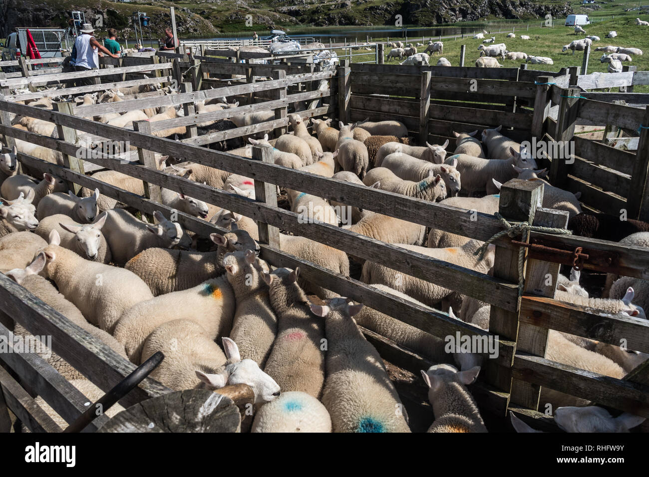 Juli 2018, Morvern, Highlands, Schottland, UK, inländische Schaf, Ovis Aries, Herde im Tor, der schottischen Blackface Stockfoto