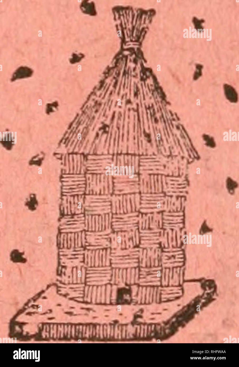 . - Boletà n de la Sociedad entomológica de España. Entomologie; Insekten. -^. Tomo V Junior - Mayo de 1922 Núms. 6-7 Entomológica BOLETÃN DE LA Sociedad de España Fundada el Q de Enero de 1918. ^^ â' Laboure et ordine SUMARIO Sección oficial. Sesiones celebradas El 2 de Oct y 2 de Mayo de 1922. f Comunioaclones. âCatálogo sistemático geográflco de los Coleóp - teros observados penà nsula de la - ibérica, Pirineos propiamente dichos y Baleares (continuación), Rdo. D. José María-a de la Fuente y Morales, PresbÃ-tero. âÃAs excursiones entomológicas durante El Verano de 1921 por e Stockfoto