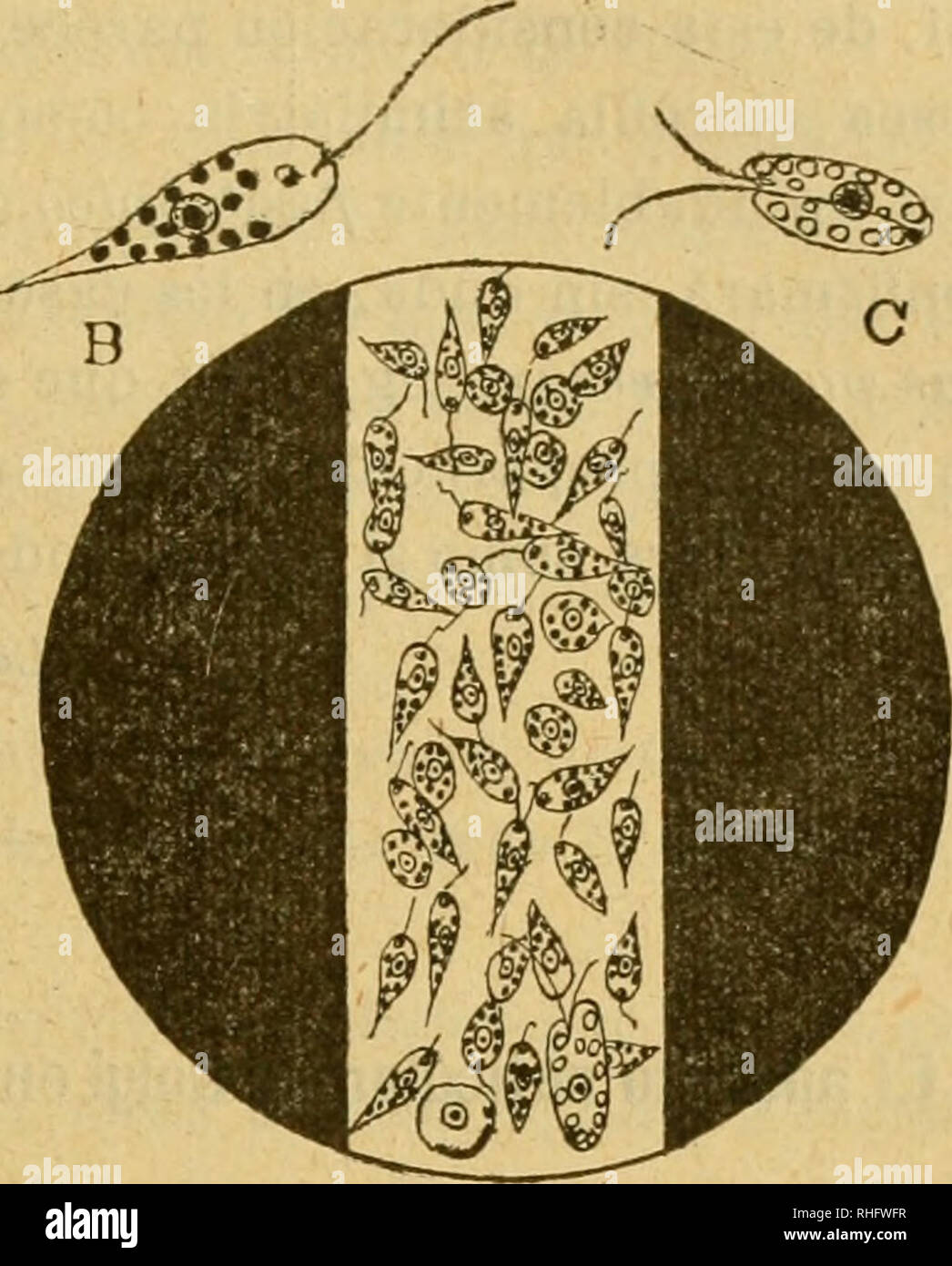 . Boletín de la Sociedad Española de Biología. Biologie. DISPOSITIVO SENCILLO PARA OBSERVAR LA FOTOTAXI 8 103 keine recibiendo más Luz que la que le envía el Espejo del microscopio a través de la rendija del Porta. 3.°Así dispuestas las cosas, nos, valiéndonos cercioraremos Primero de un objetivo de Poco aumento de que la rendija Cae realmente en el centro del agujero de la Platina, y Esto alcanzado, podremos con Toda seguridad Tomar un aumento Bürgermeister, y, bajando Despacio el objetivo por el orificio de la pantalla, Enfoca - remos la Zona Clara (1). Nada más Fácil ahora que obser-var el San Blas de lo Stockfoto