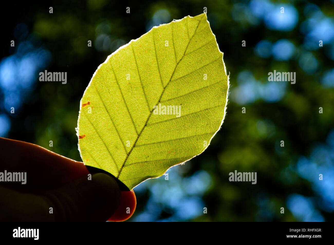 Sonnenlicht strahlt durch ein grünes Blatt Stockfoto