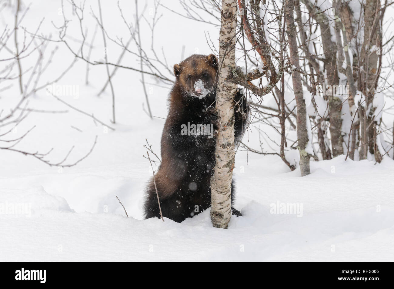 Wolverine im Schnee in Polar Zoo in Nordnorwegen Stockfoto