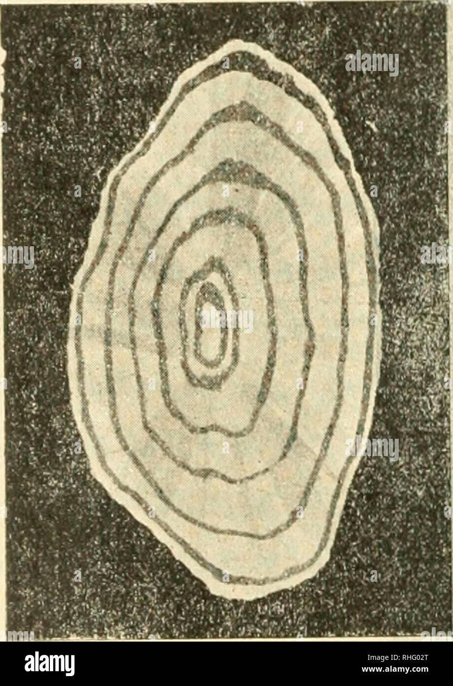 . Boletin de pescas. Fischerei. - 276 - menos extravagantes originadas por la concrescencia de dos o más escamas; Los que se Interesen sobre Este asunto pueden consultar mi trabajo aparecido de Este Boletín, en el Número de Junio-Julio de 1918, anormales titulado Algunas escamas de la Anguila. Er observado en ciertos individuos que se encuentra un gran Número de escamas anormales o con zonas in-completas, Mientras que en Otros este número es redu - cido. Naturalmente que para la determinación del creci-miento por el método que voy a describir sólo pueden utilizarse escamas normales. Las escam Stockfoto
